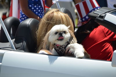 Close-up of dog on car