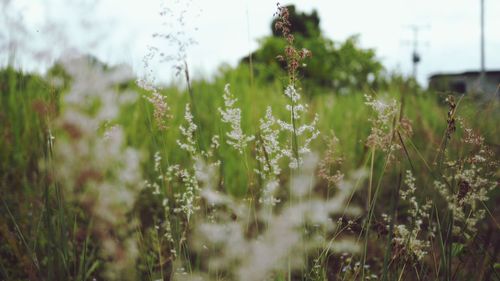 Close-up of flowering plants on field