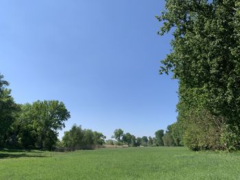 Scenic view of field against clear blue sky