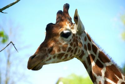 Low angle view of giraffe against sky