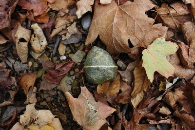 Full frame shot of dry autumn leaves