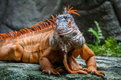 Close-up of lizard on rock