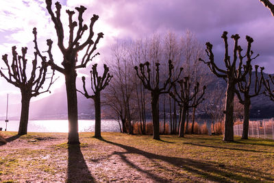 Bare trees against sky during sunset