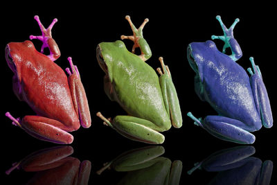 Close-up of toy frogs against black background