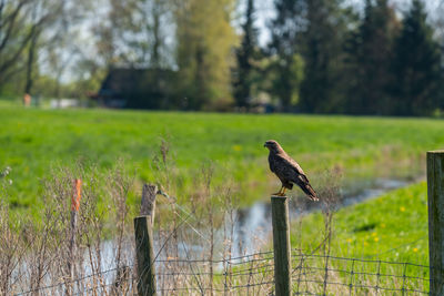 Bird perching on wooden post in field