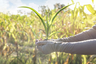 Midsection of person holding plant on field