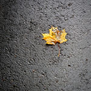 Close-up of autumn leaf on road