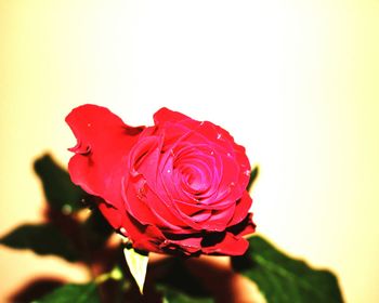 Close-up of red rose