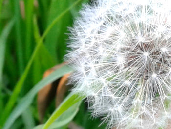 Close-up of fresh white flower