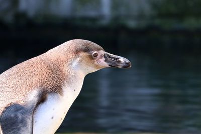 Close-up of an animal