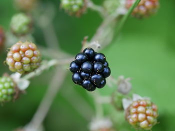 Close-up of berries growing on plant