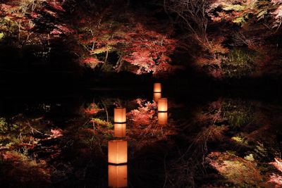 Illuminated trees at night