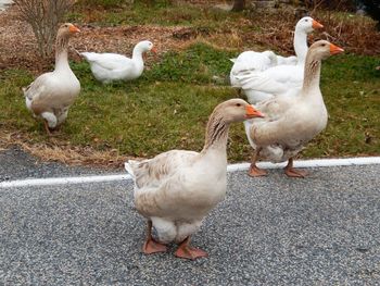 Ducks on ground