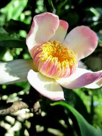 Close-up of pink flower blooming outdoors