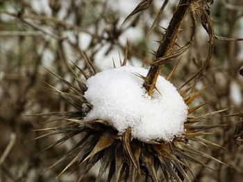 Close-up of snow on plant during winter