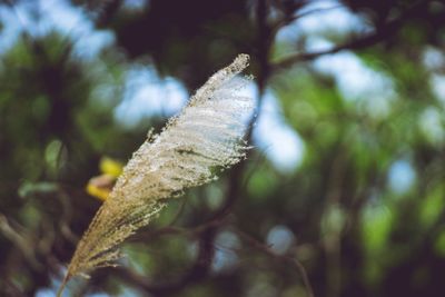 Close-up of plant against blurred background