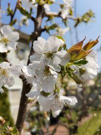 Close-up of white cherry blossoms in spring