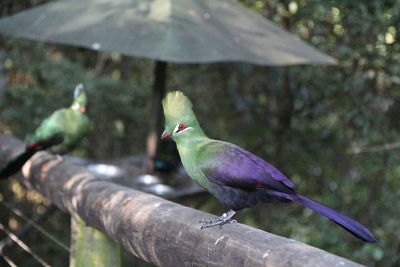 Close-up of bird perching outdoors