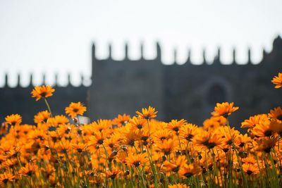 Yellow flowering plants on field against sky