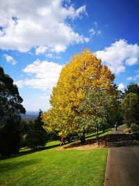Trees on field against sky in park during autumn