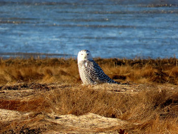 View of bird on land