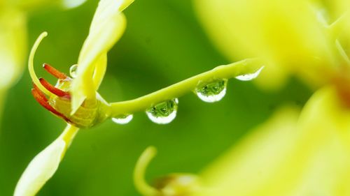 Close-up of water drops on leaf