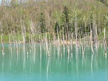 Scenic view of lake in forest