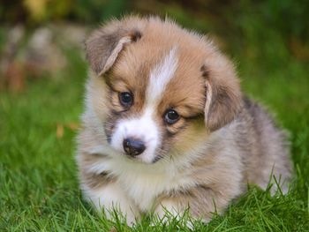 Portrait of dog lying on grass