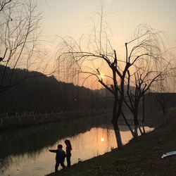 Silhouette of bare trees at sunset
