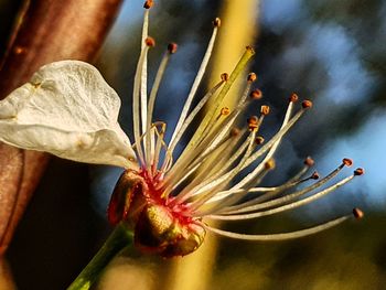 Close-up of flowering plant