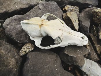 High angle view of animal skull on rock