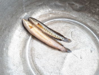 High angle view of fish