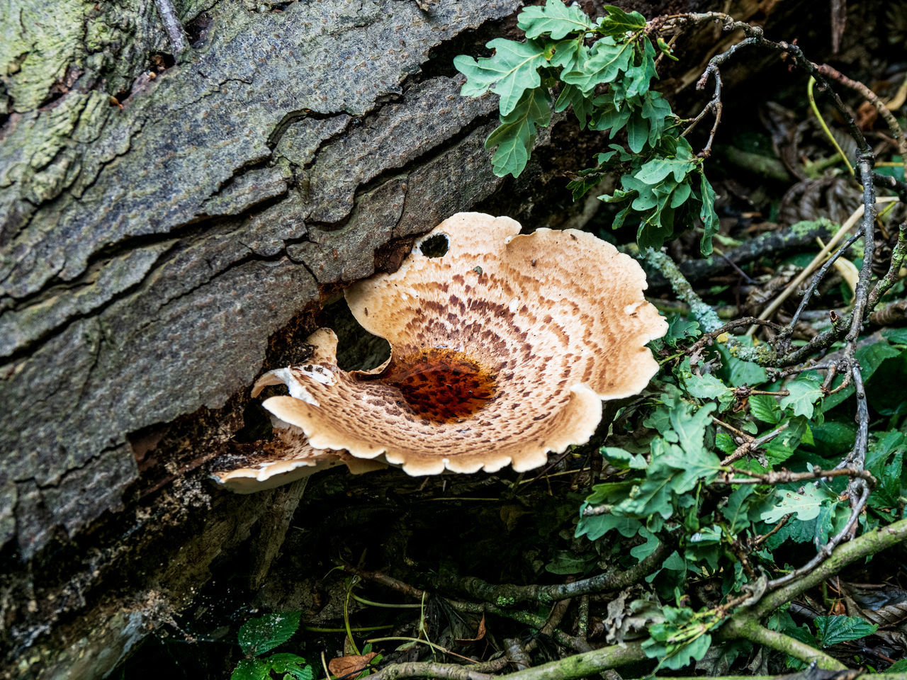 HIGH ANGLE VIEW OF MUSHROOM GROWING ON TREE