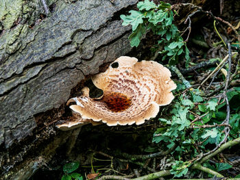 High angle view of mushrooms growing on tree trunk