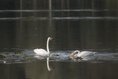 Swans swimming in lake