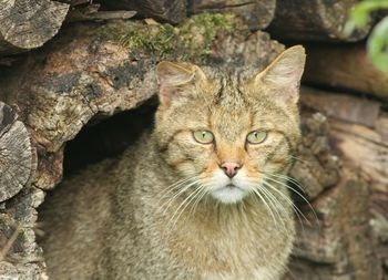 Close-up portrait of cat