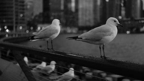 Close-up of seagull perching on railing