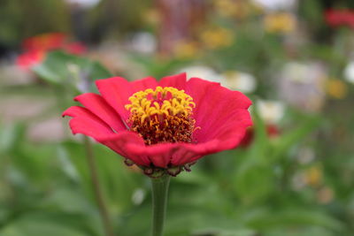 Close-up of red flower in park