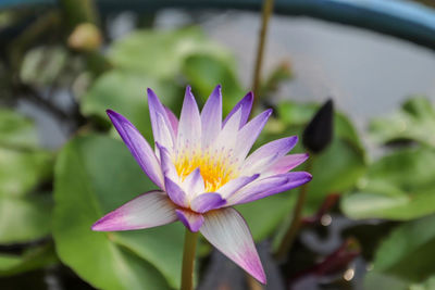 Close-up of purple water lily