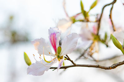 Close-up of cherry blossoms