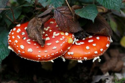 Close-up of fly agaric mushroom on field