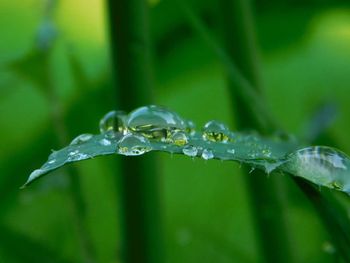 Close-up of water drops on leaf