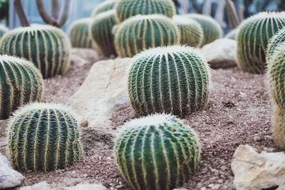 Close-up of succulent plant on field