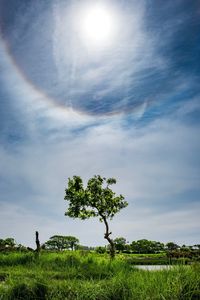 Lone tree under a sun halo