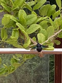 Close-up of insect on plant