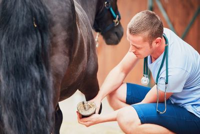 Vet examining horse