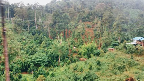 Trees in forest