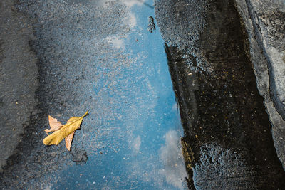 High angle view of leaf on puddle