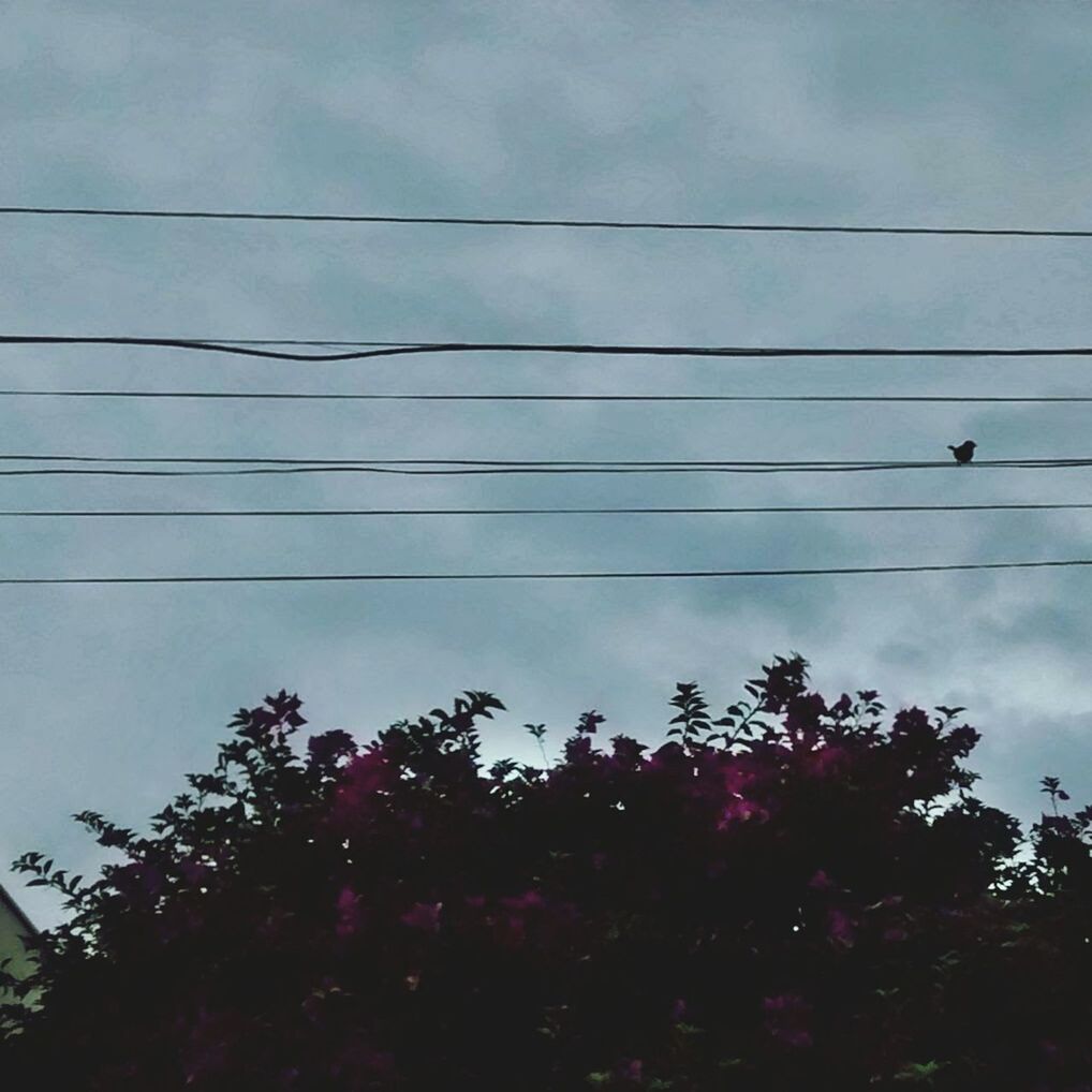 tree, power line, low angle view, cable, nature, silhouette, power supply, sky, cloud - sky, no people, electricity, outdoors, beauty in nature, connection, electricity pylon, scenics, telephone line, day