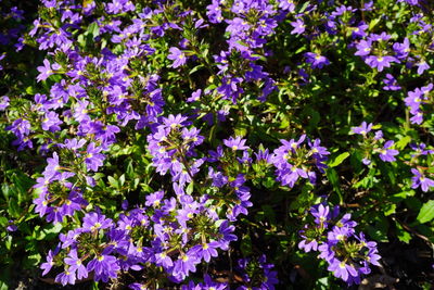 Close-up of purple flowers blooming outdoors